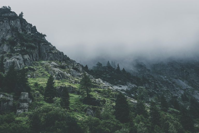 Home Green Leafed Trees During Fog Time 167684 768x512